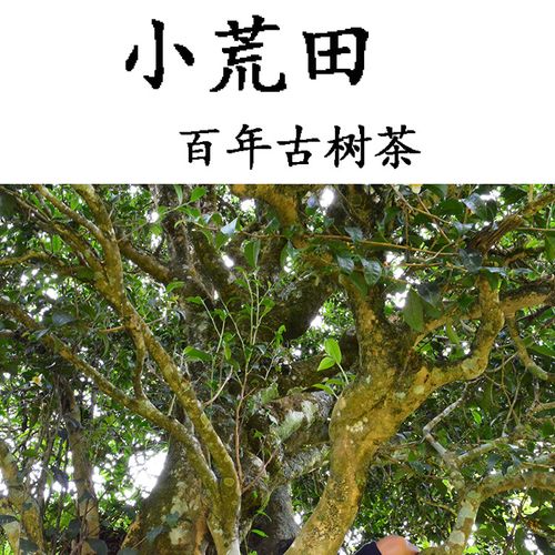 2023年勐庫小荒田古樹春茶特點(diǎn)？