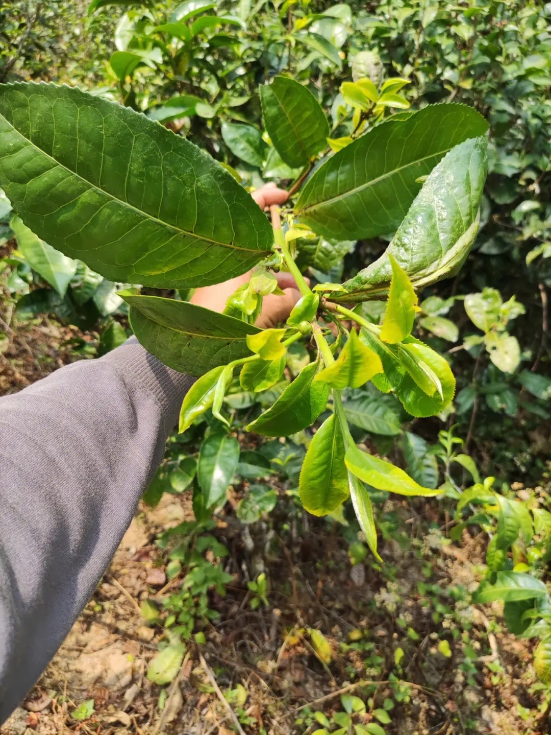 2023年勐庫小荒田古樹春茶品質(zhì)如何？