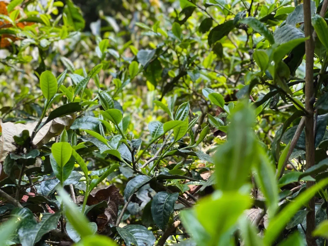 2023年勐庫那蕉古樹春茶多少一公斤？