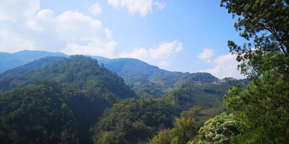 2023年勐庫豆腐寨古樹春茶品質(zhì)如何？