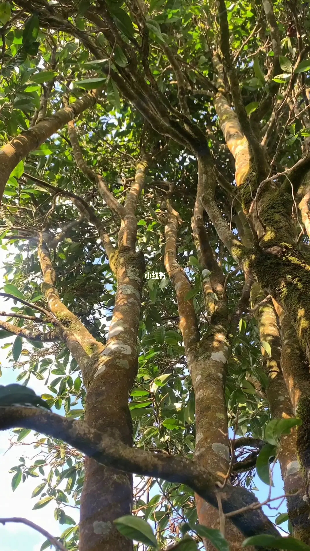 2023年勐庫(kù)河邊寨古樹(shù)春茶品質(zhì)如何？