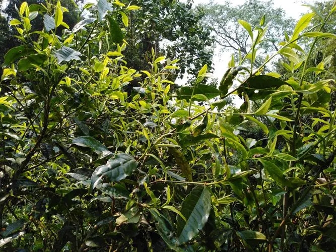 2023年勐庫(kù)河邊寨古樹(shù)春茶價(jià)格是多少？