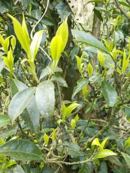 2023年勐庫(kù)河邊寨古樹(shù)春茶多少一公斤？