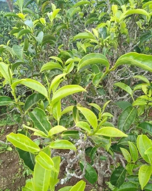 2023年鍋底塘古樹(shù)春茶口感如何？