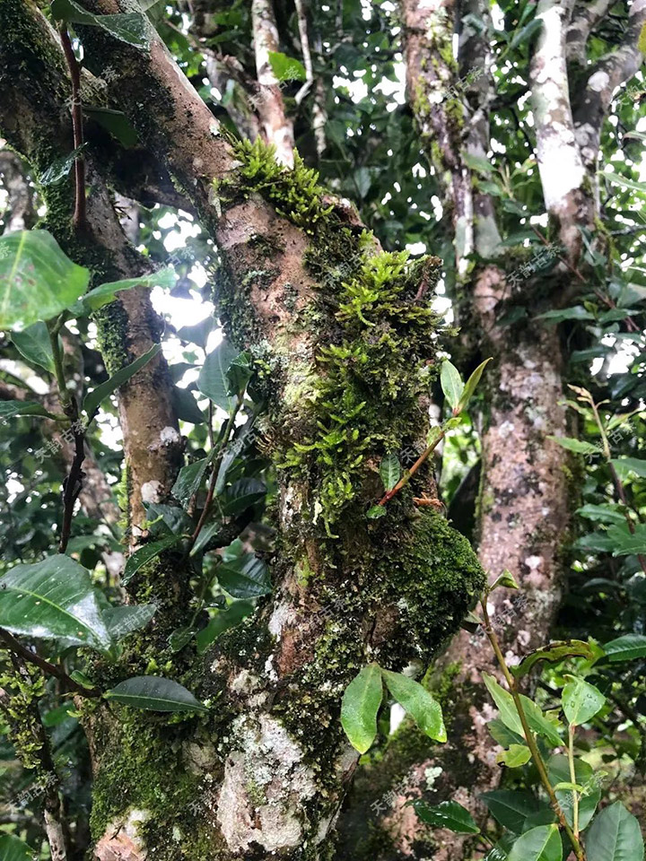 2023年永德大雪山古樹(shù)春茶品質(zhì)如何？