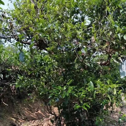 2023年永德大雪山古樹春茶口感怎么樣？