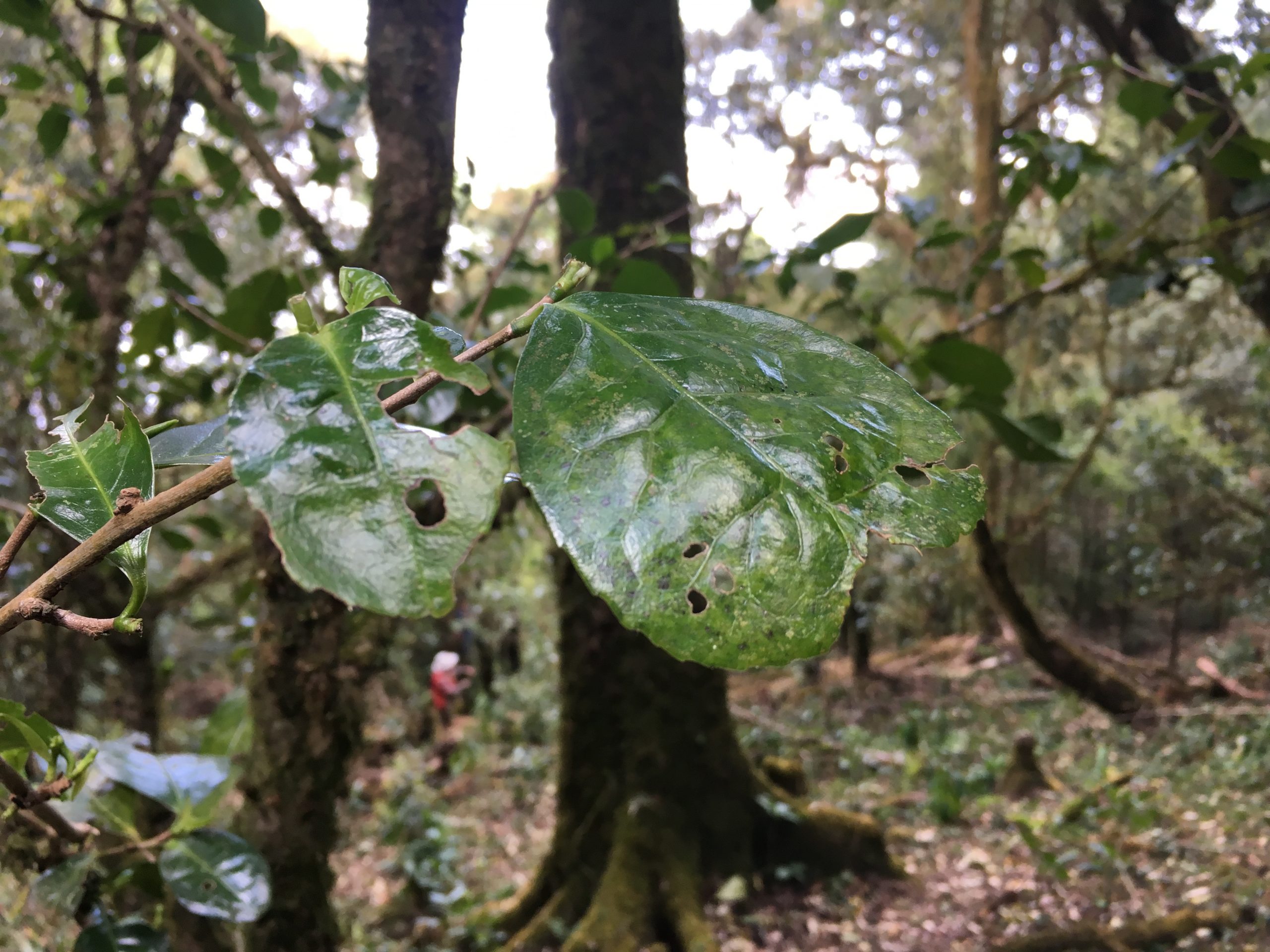 2023年永德大雪山古樹(shù)春茶多少一公斤？