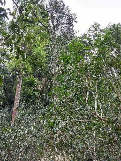 2023年多依樹古樹春茶品質(zhì)如何？