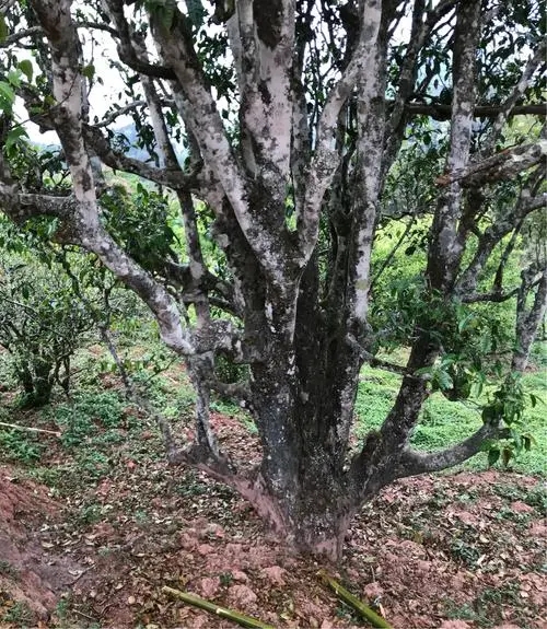 2023年易武張家灣古樹(shù)春茶特點(diǎn)是什么？