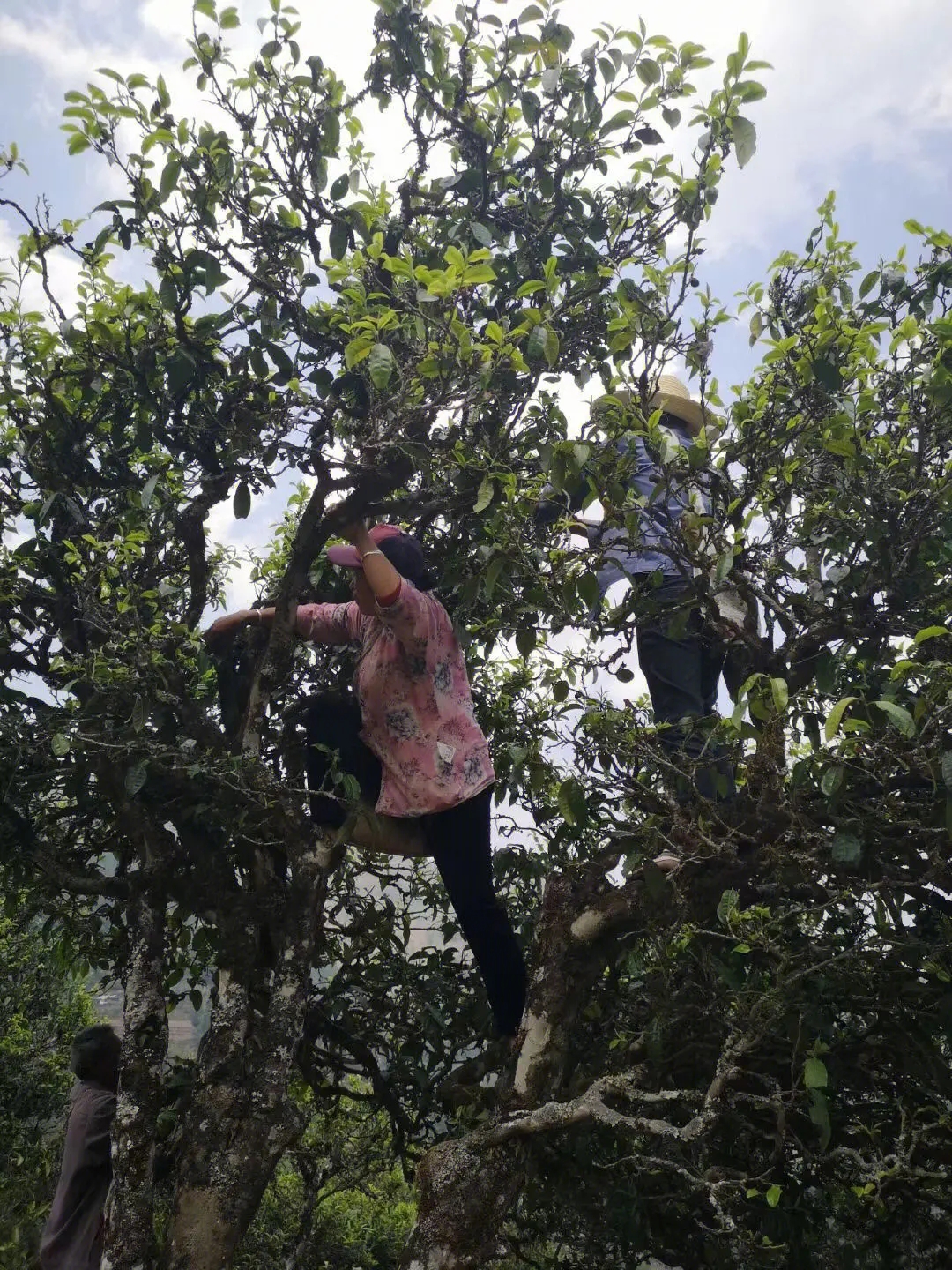 2023年寧洱擺尾箐古樹(shù)春茶特點(diǎn)是什么？