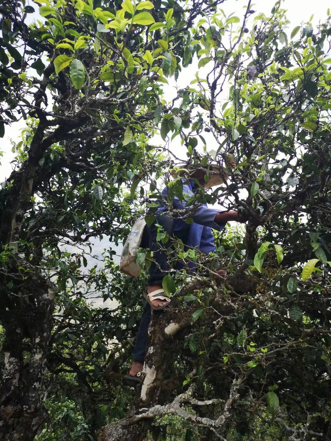 2023年寧洱擺尾箐古樹(shù)春茶品質(zhì)如何？