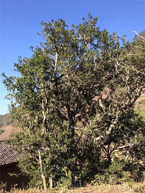 2023年寧洱擺尾箐古樹春茶價(jià)格是多少？