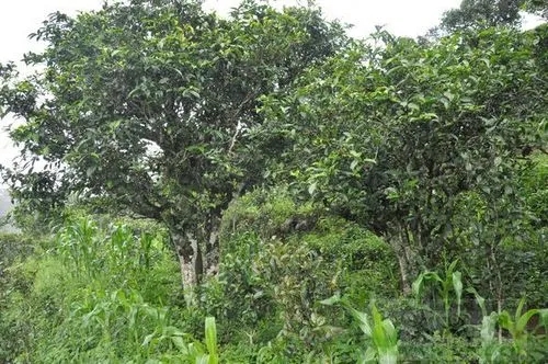 2023年鎮(zhèn)沅老海塘古樹春茶特點(diǎn) 是什么？