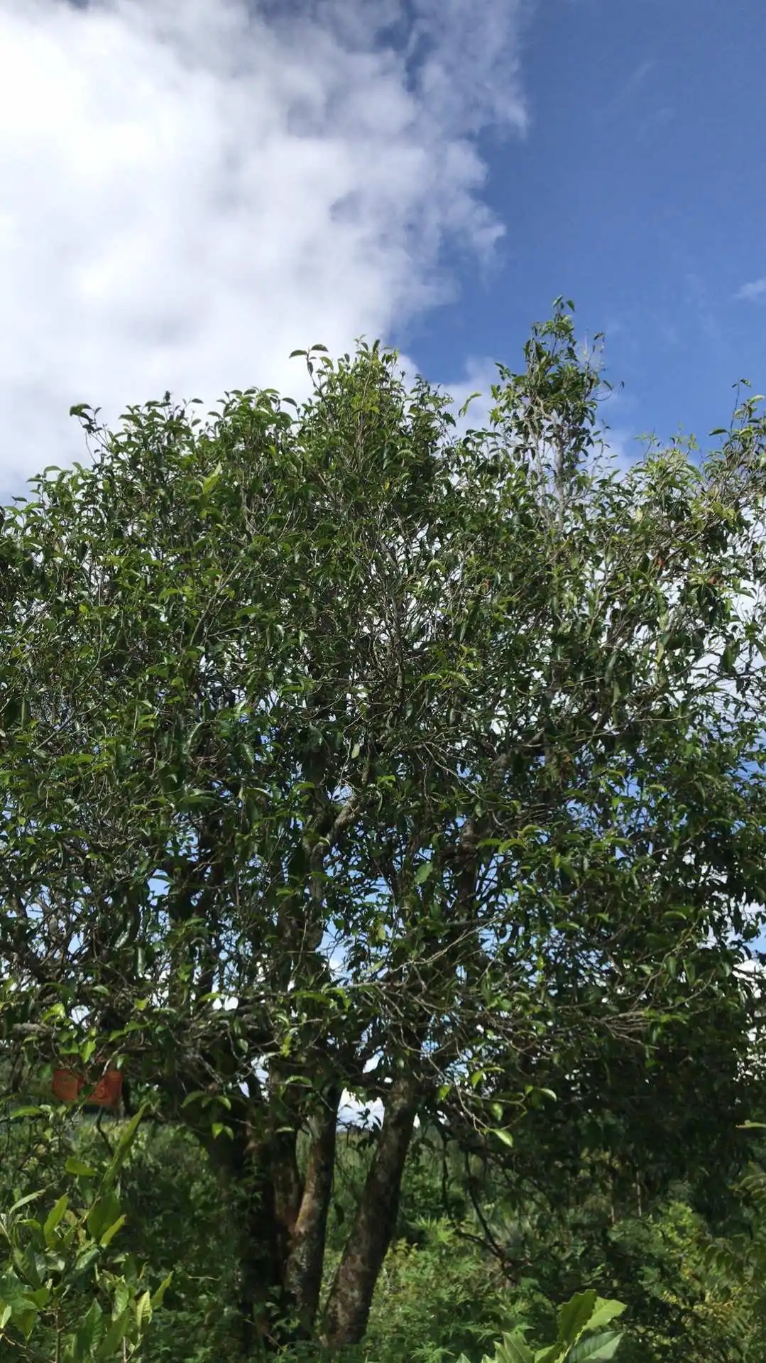 2023年鎮(zhèn)沅老烏山古樹春茶口感怎么樣？