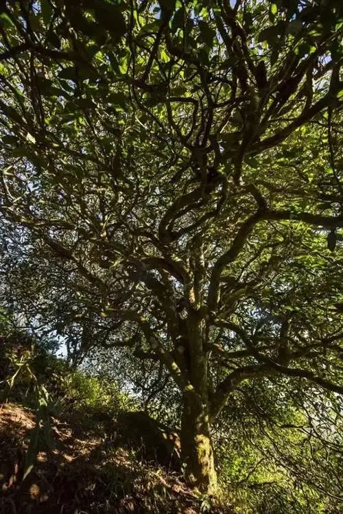 2023年鎮(zhèn)沅老烏山古樹春茶品質(zhì)如何？