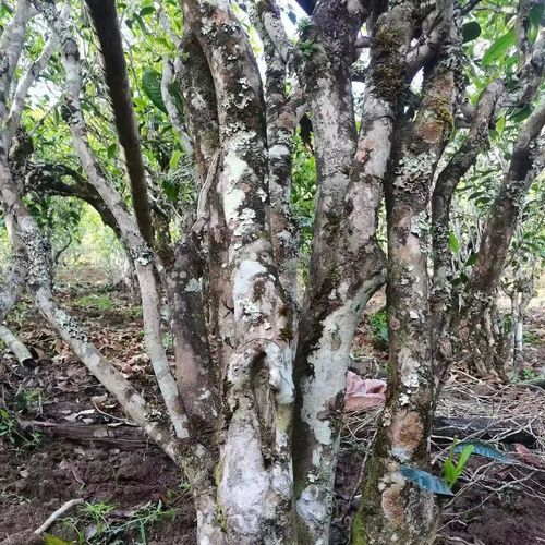 2023年鎮(zhèn)沅老烏山古樹春茶價(jià)格是多少？