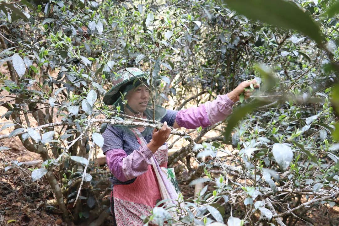 2023年普洱老安寨古樹春茶口感怎么樣？