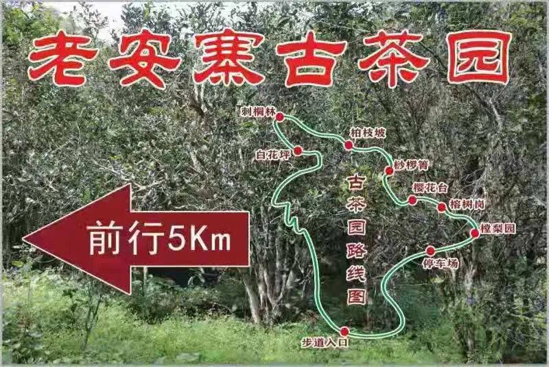 2023年普洱老安寨古樹春茶品質(zhì)如何？