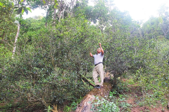 2023年普洱老安寨古樹春茶價(jià)格是多少？