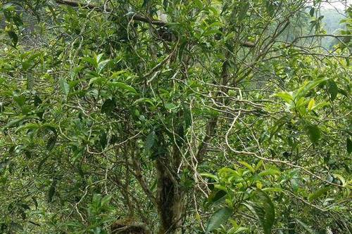 2023年千家寨古樹春茶口感怎么樣？