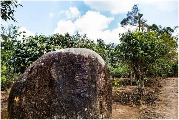 2024年老班章古樹春茶多少一公斤？