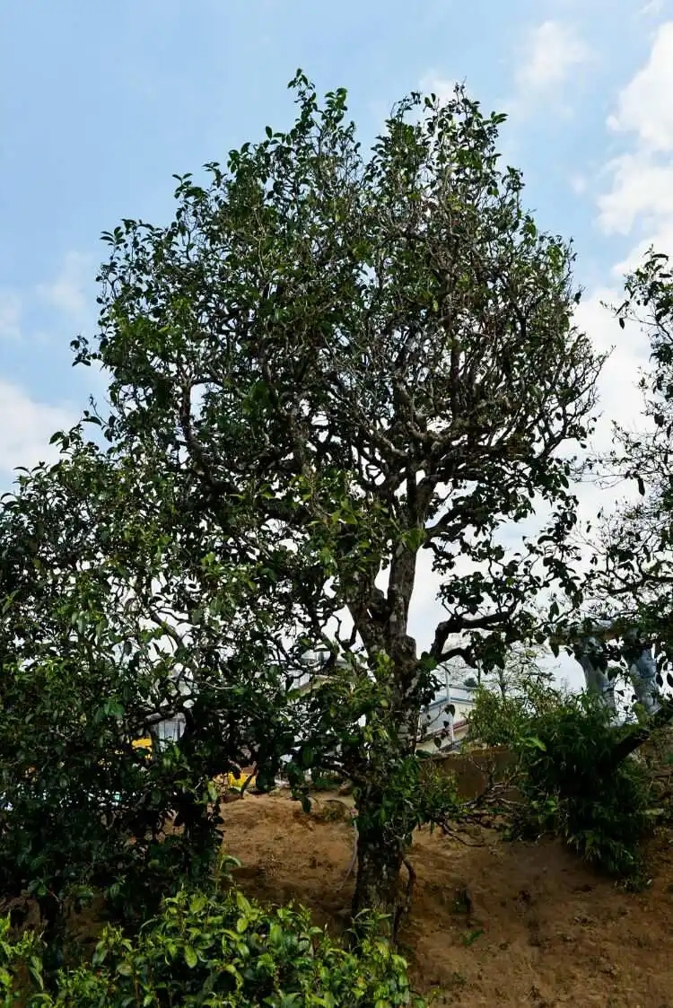 2024年冰島老寨古樹春茶口感是什么？