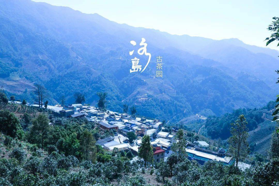 2024年冰島老寨古樹(shù)春茶多少錢(qián)一公斤？