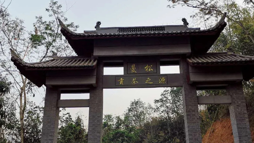 2024年曼松古樹春茶品質(zhì)如何？