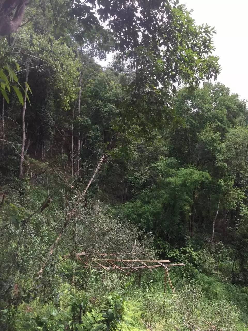 2024年曼松古樹春茶特點(diǎn)是什么？