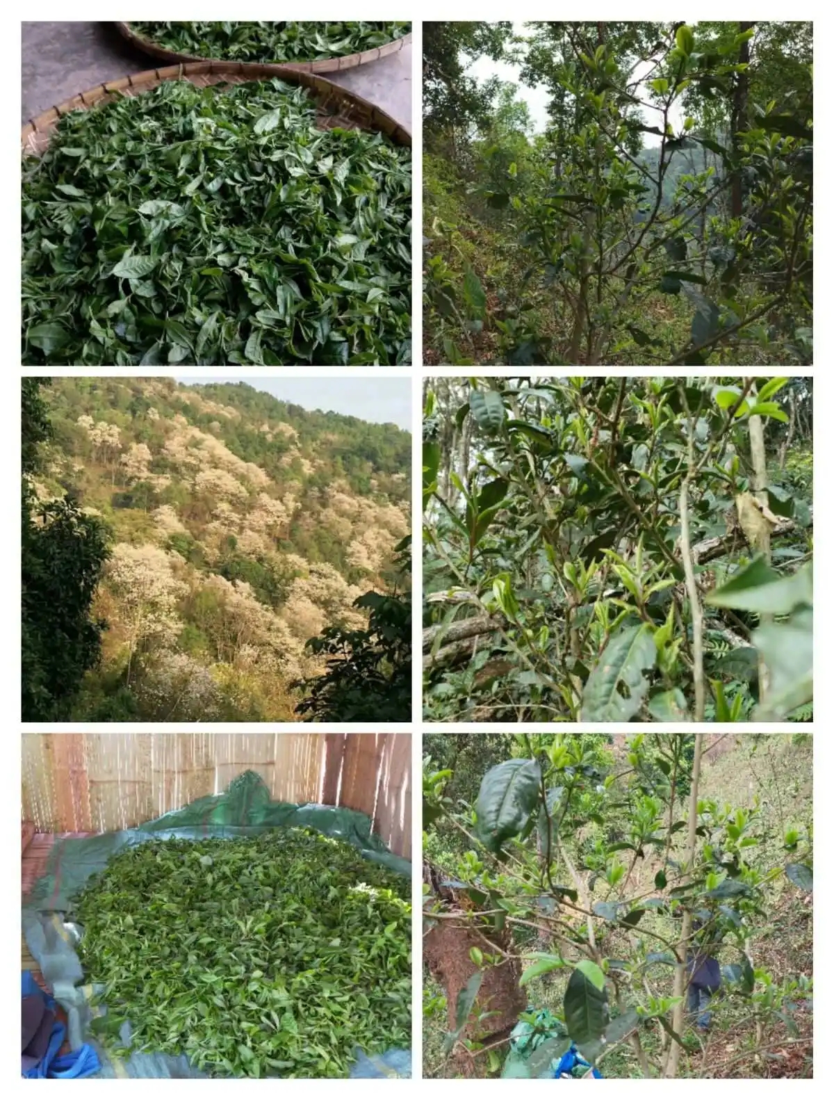 2024年曼松古樹春茶價格是多少？