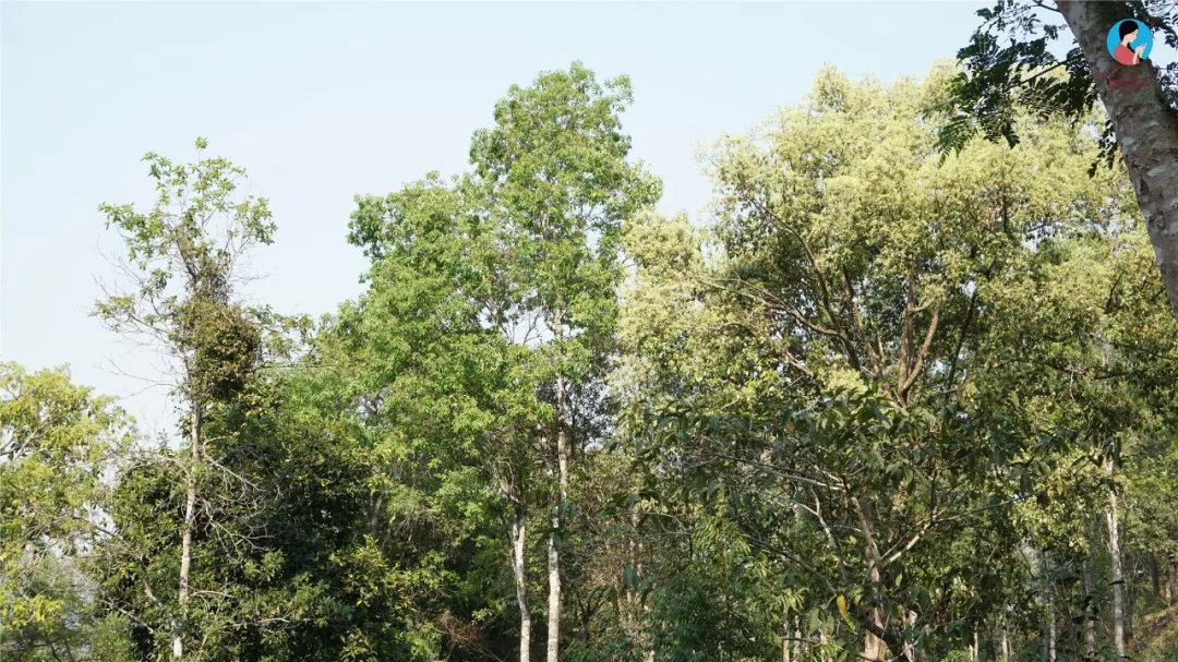 2024年曼松古樹(shù)春茶多少錢(qián)一公斤？