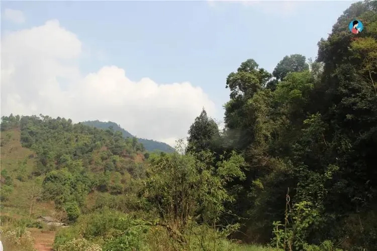 2024年薄荷塘古樹春茶品質怎么樣？