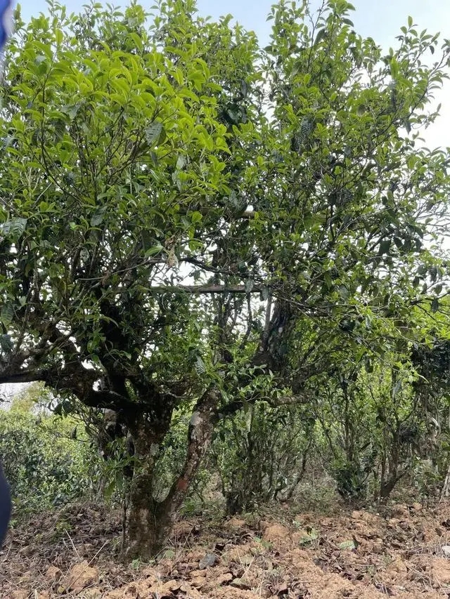 2024年薄荷塘古樹(shù)春茶價(jià)格是多少？