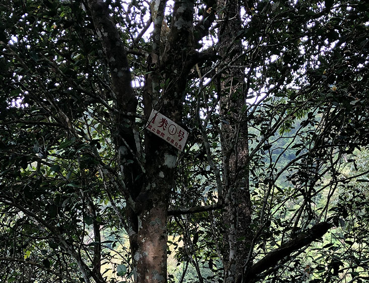 2024年薄荷塘古樹春茶多少錢一公斤？