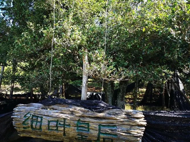 2024年困鹿山古樹春茶口感如何?