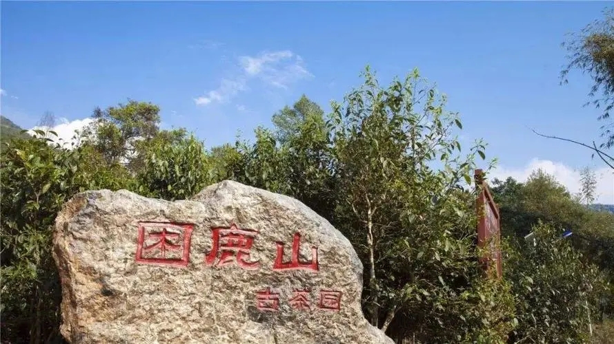 2024年困鹿山古樹春茶特點是什么？