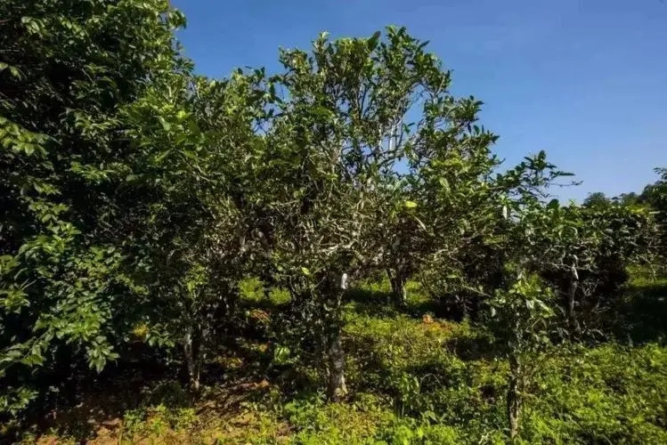 2024年迷帝古樹春茶特點(diǎn)是什么？