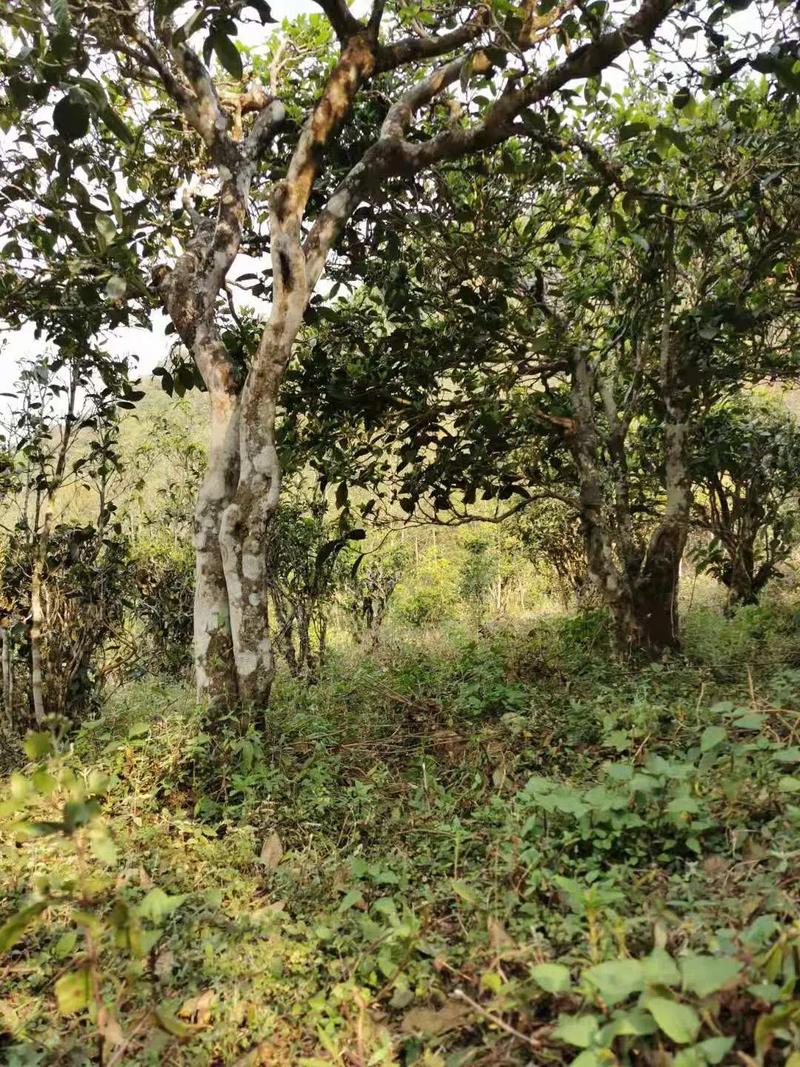 2024年迷帝古樹春茶品質(zhì)怎么樣？