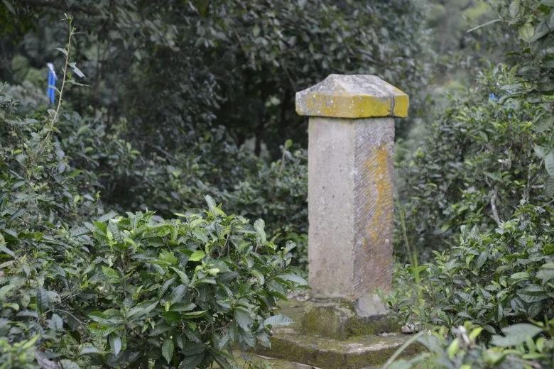 2024年迷帝古樹春茶價(jià)格是多少？