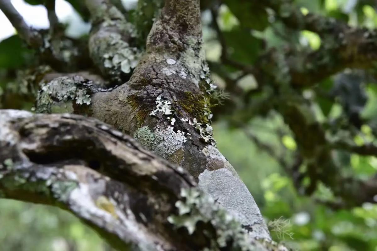 2024年迷帝古樹春茶多少錢一公斤？