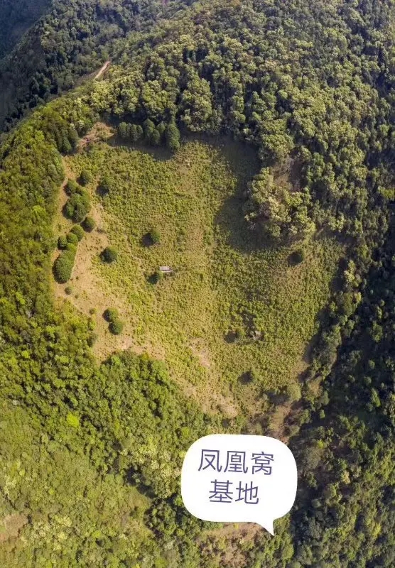 2024年墨江鳳凰窩古樹春茶口感如何？