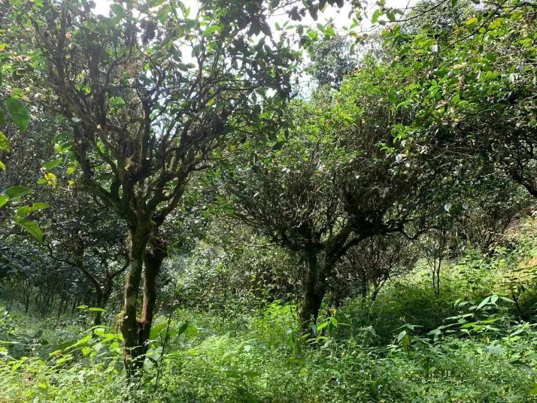 2024年墨江鳳凰窩古樹春茶品質(zhì)怎么樣？