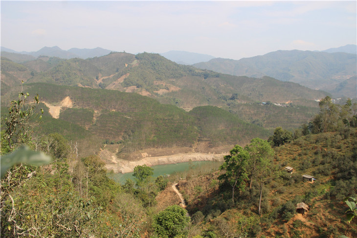 2024年昔歸古樹春茶口感是什么？