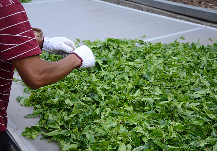 2024年磨烈古樹春茶特點(diǎn)是什么？