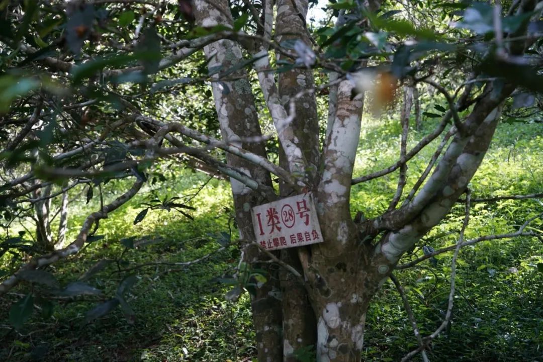 易武巔峰薄荷塘，普洱茶界最神奇最瘋狂的存在