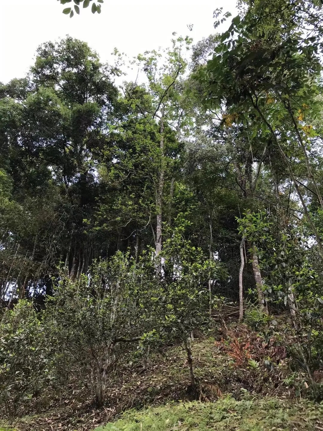 2025年易武古樹春茶口感如何？