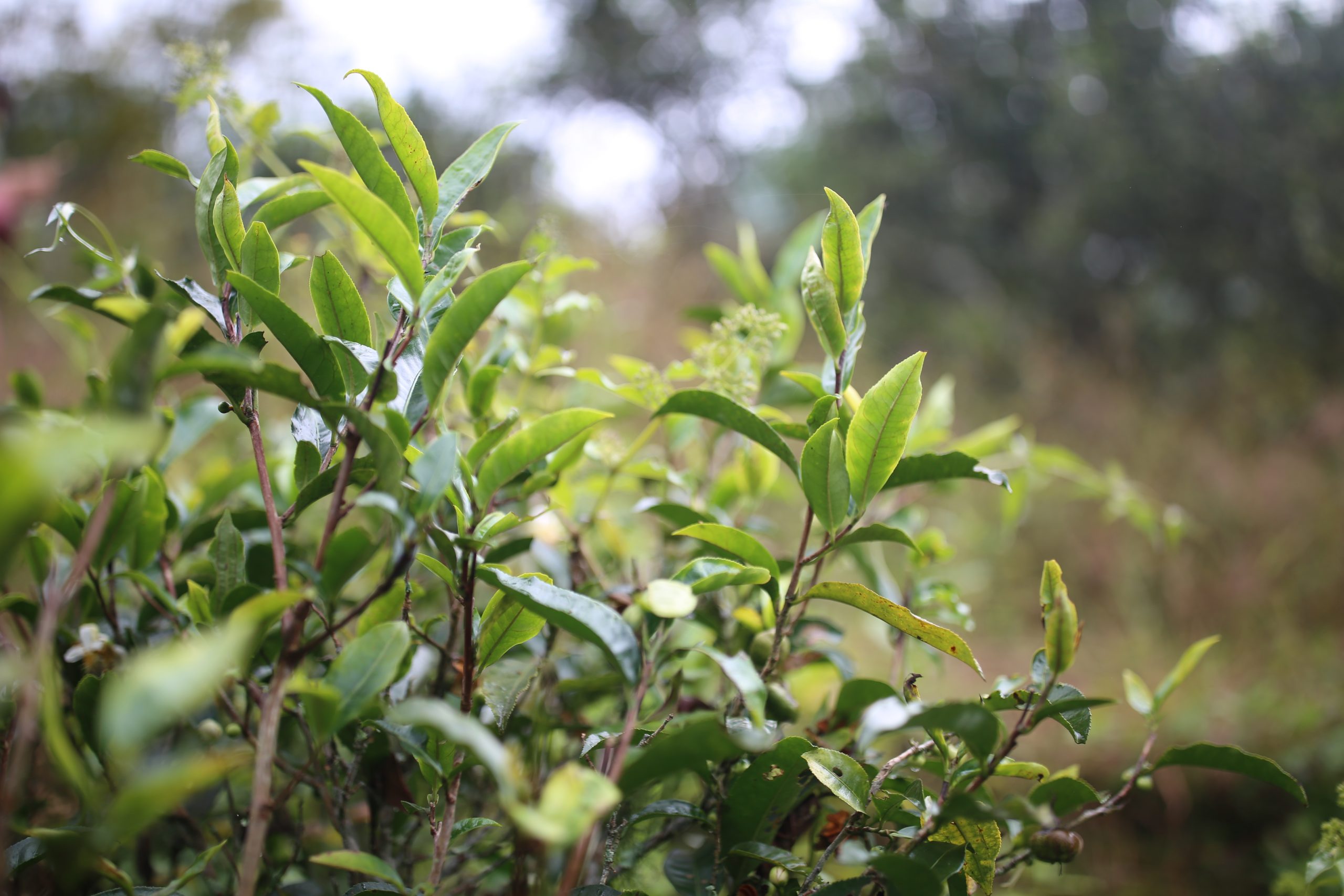 2025年蠻磚古樹春茶多少錢一公斤？