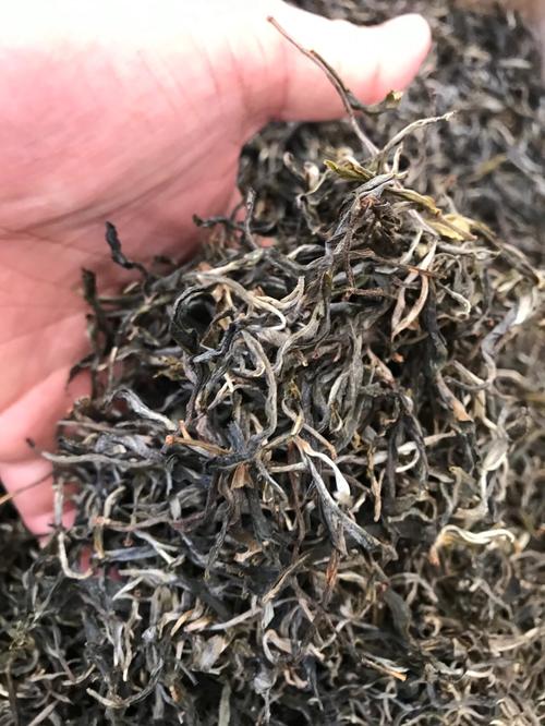 倚邦 | 兩朝貢茶，六山香魁