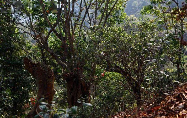 先有莽枝牛滾塘，之后才有普洱府